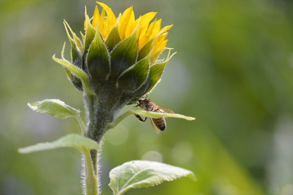 sunflower redrose engineering